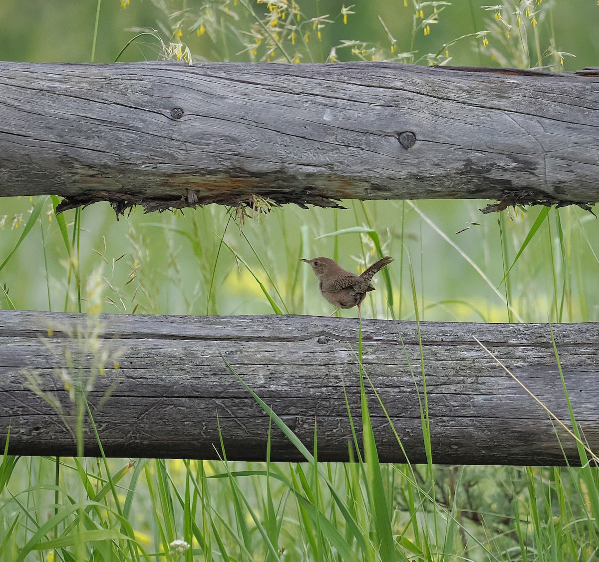 Northern House Wren - ML638521686