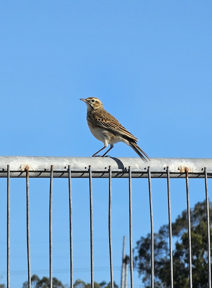 Australian Pipit - ML638521689