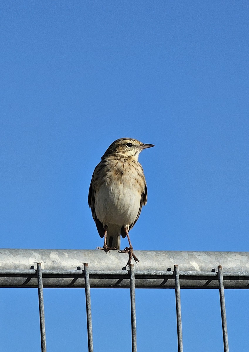 Australian Pipit - ML638521690