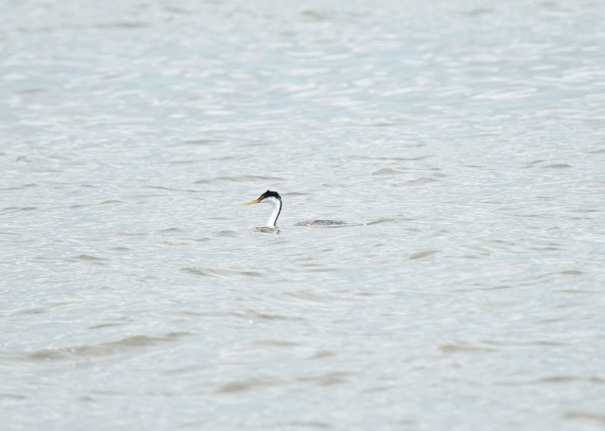 Western Grebe - ML638521702