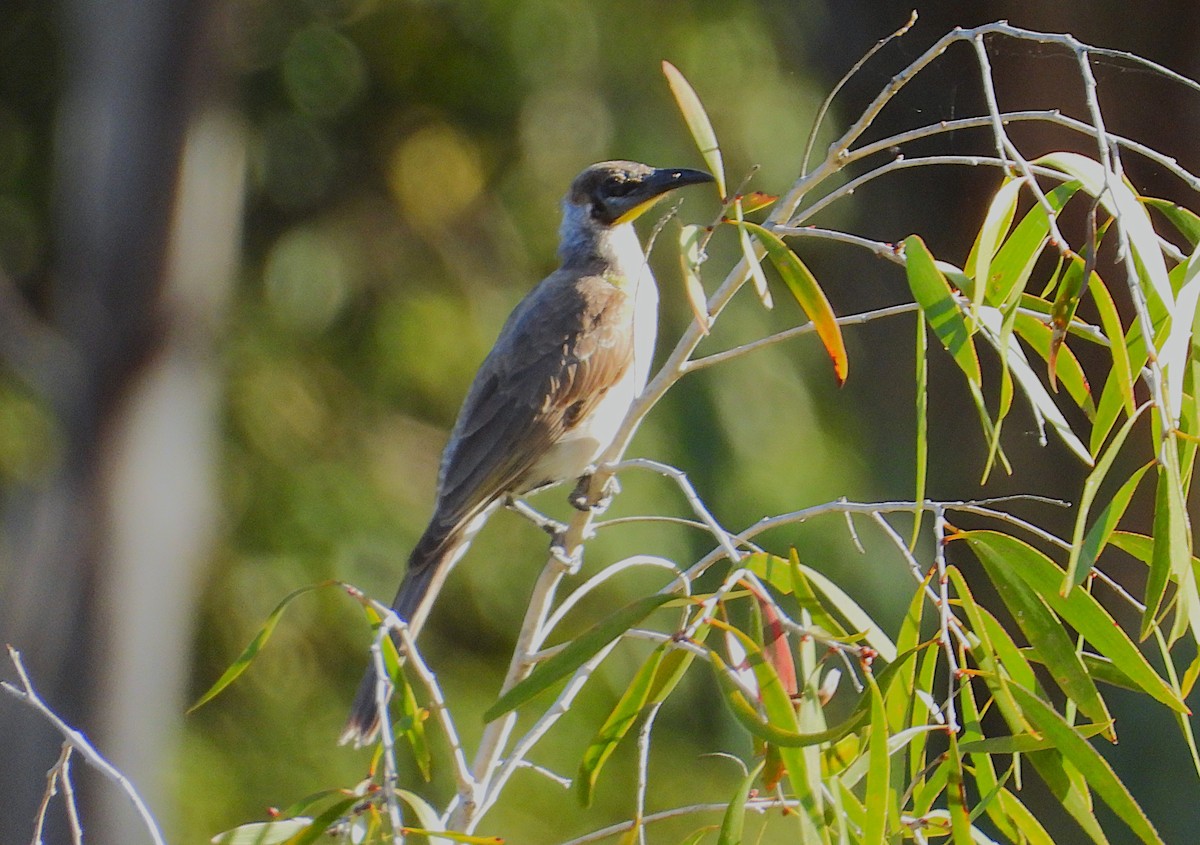 Little Friarbird - ML638521713