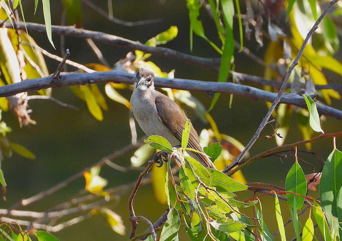 Little Friarbird - ML638521714
