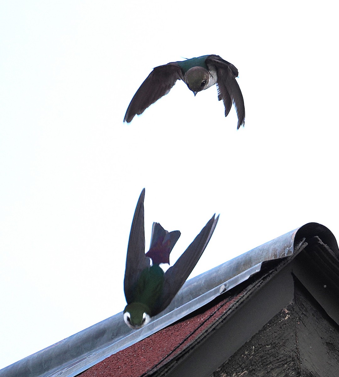 Violet-green Swallow - ML638521726