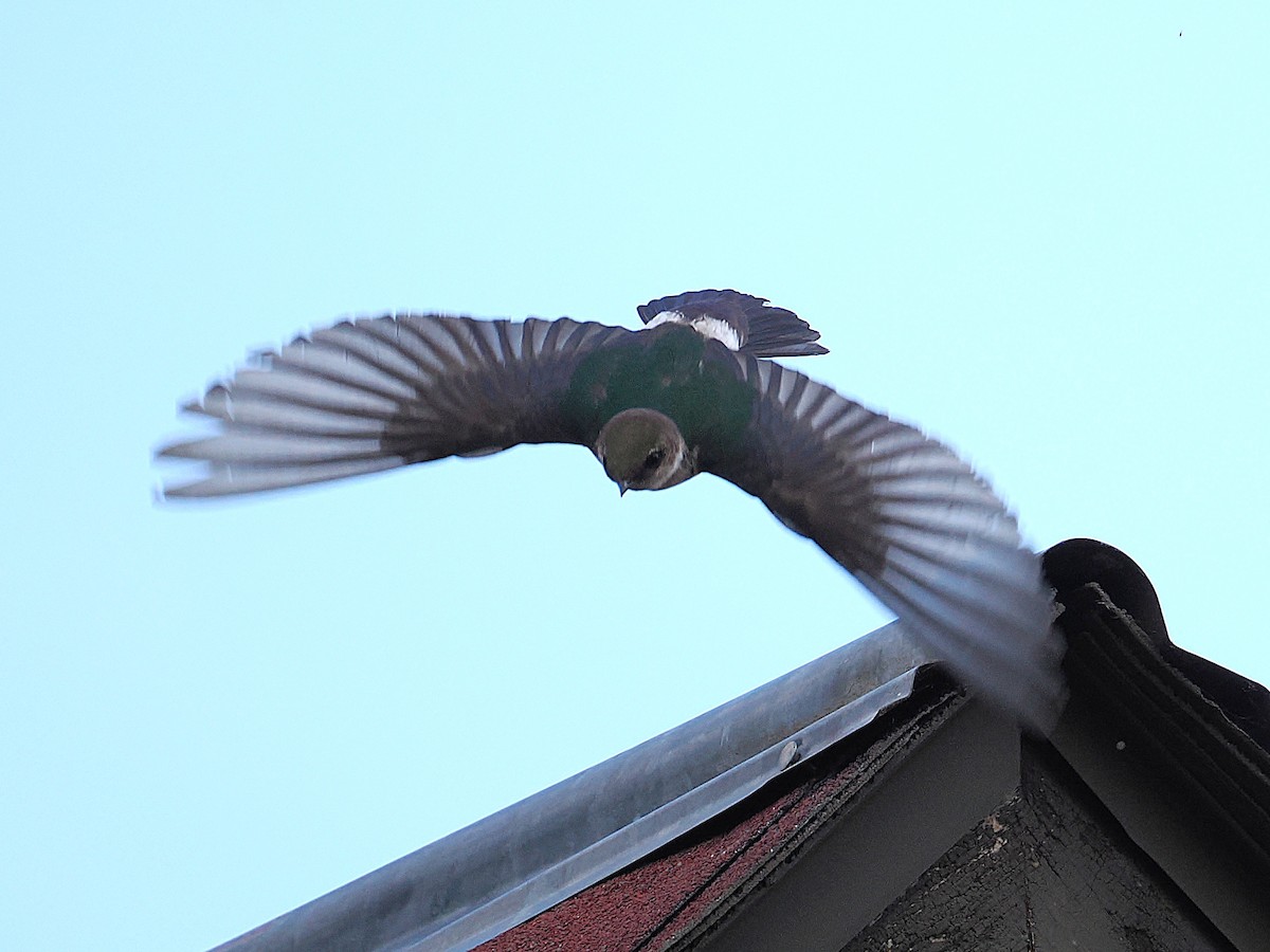 Violet-green Swallow - ML638521727