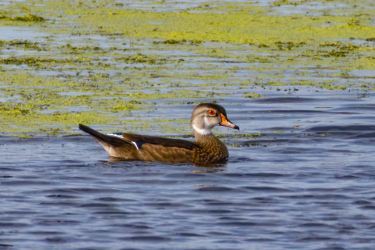 Wood Duck - ML638521731