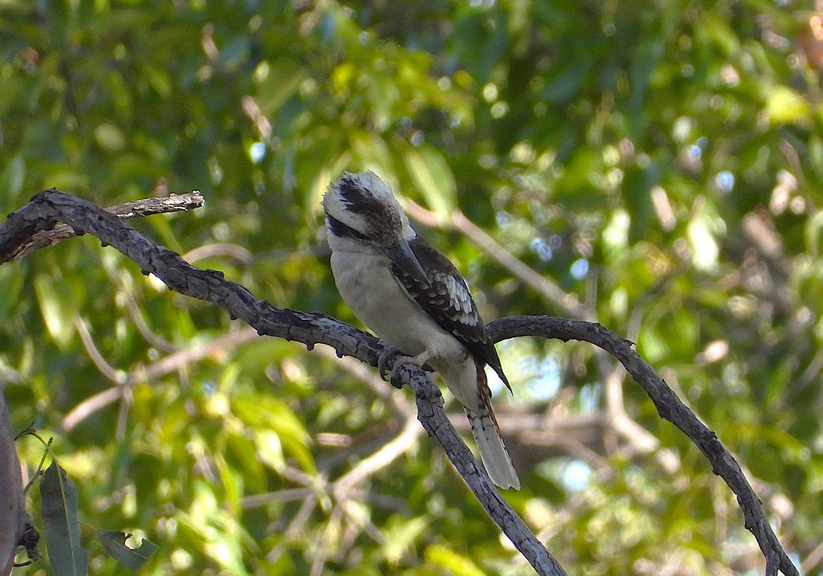 Laughing Kookaburra - ML638521732