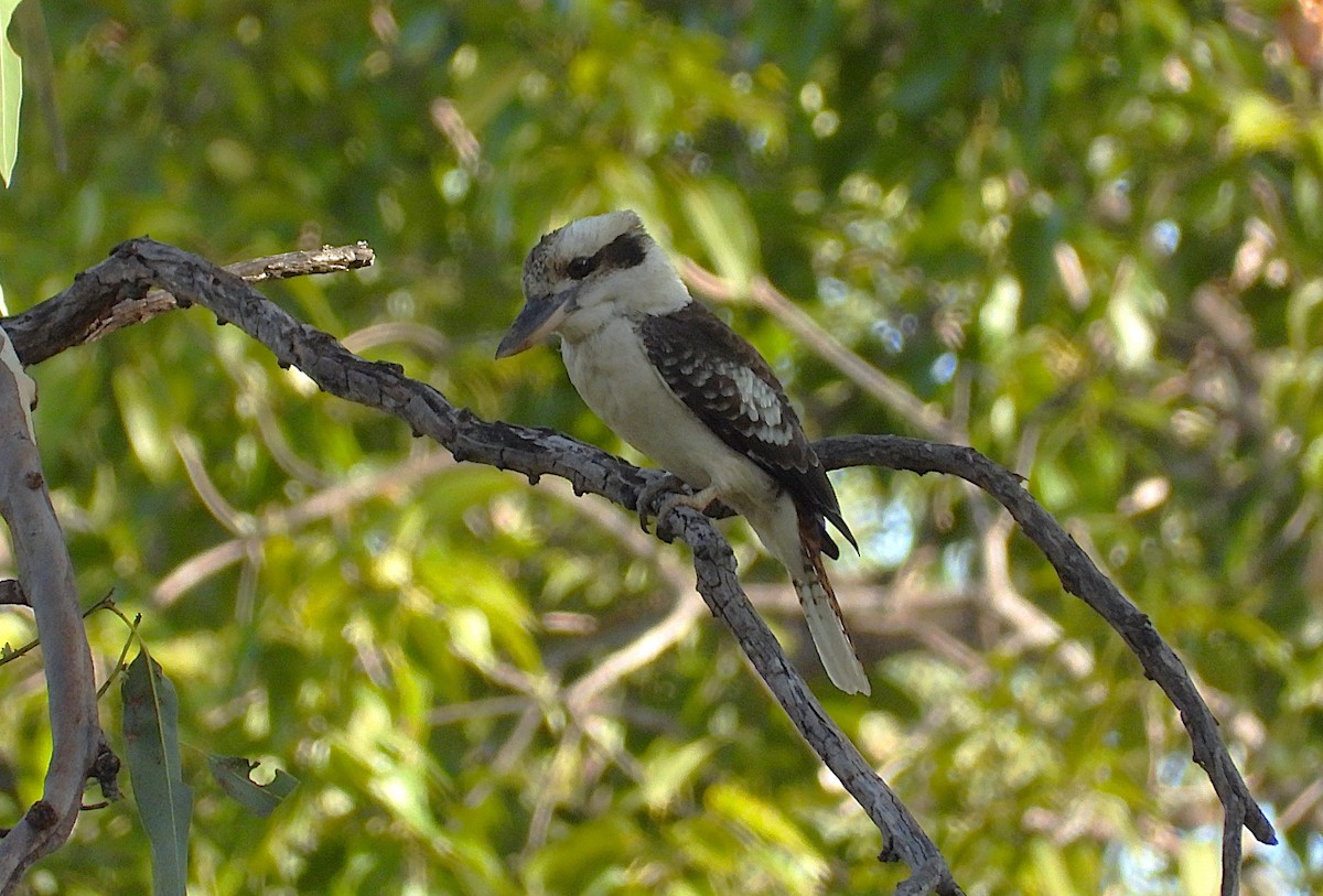Laughing Kookaburra - ML638521734