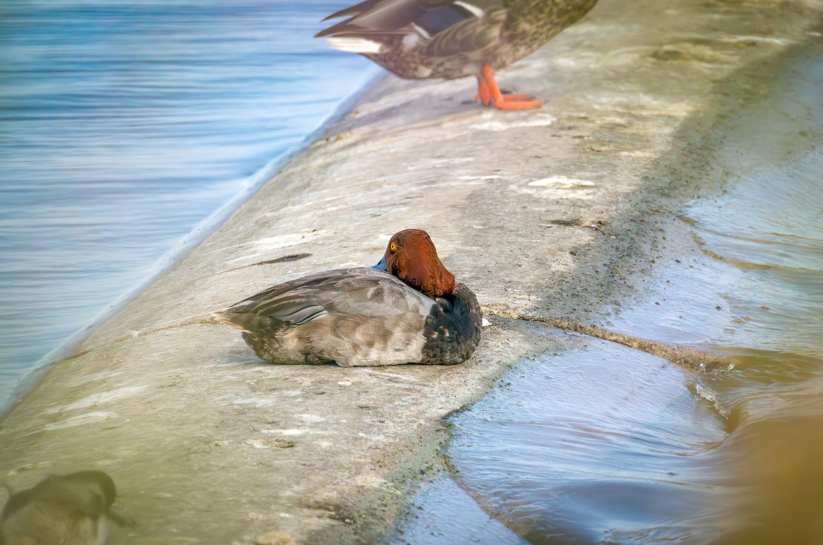 Redhead - ML638521744