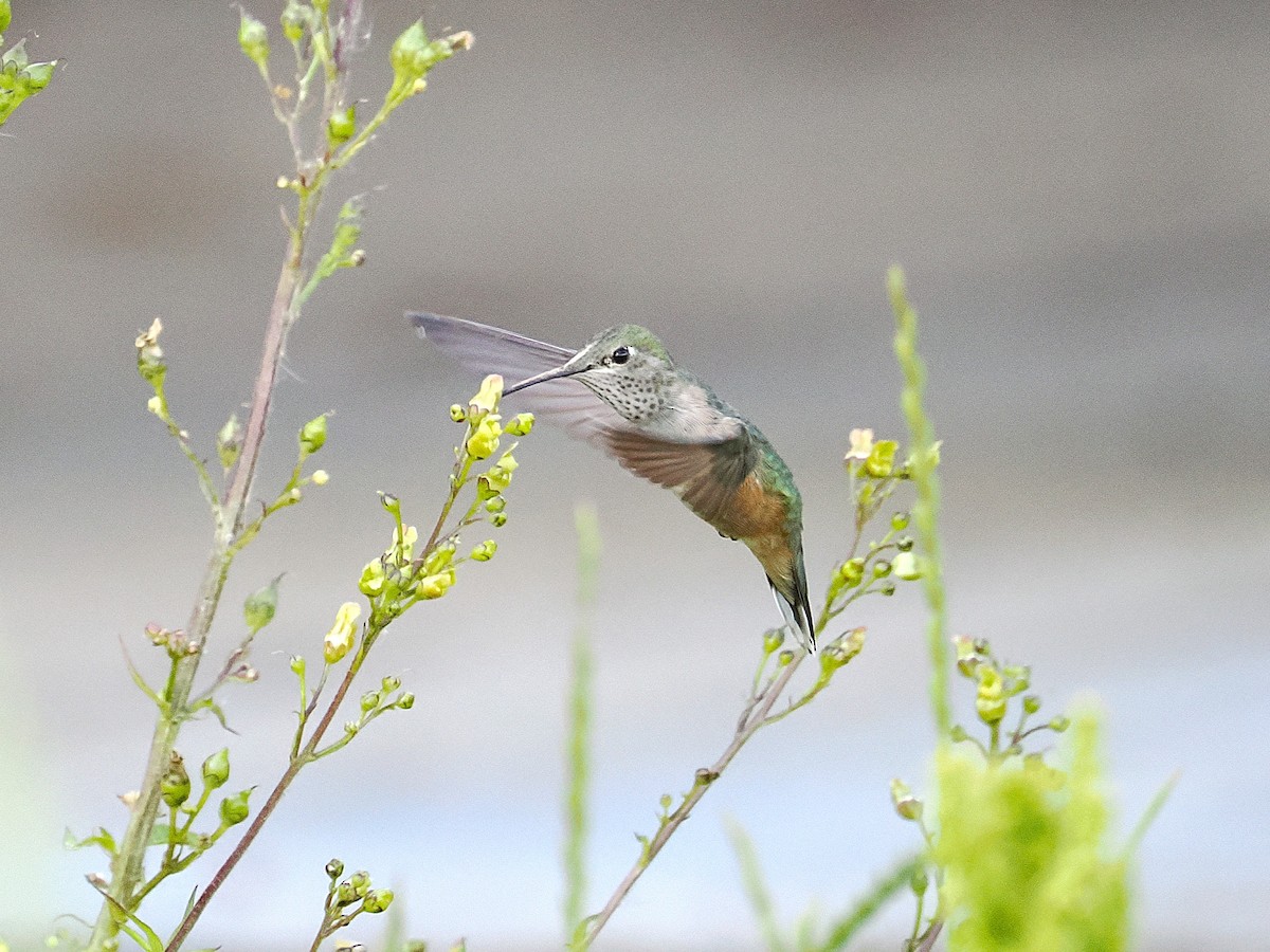 Broad-tailed Hummingbird - ML638521783
