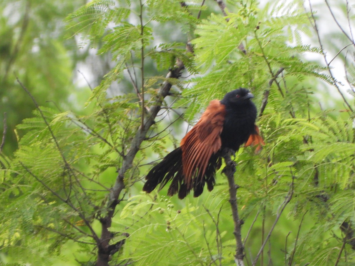 Greater Coucal - ML638521789