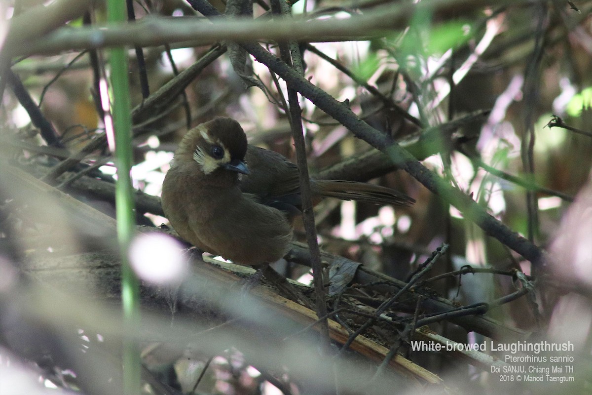 White-browed Laughingthrush - ML638521791
