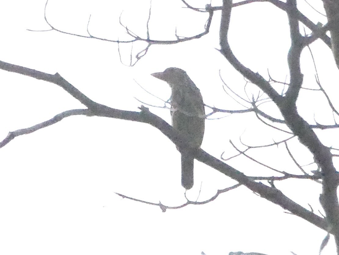 Lineated Barbet - ML638521809