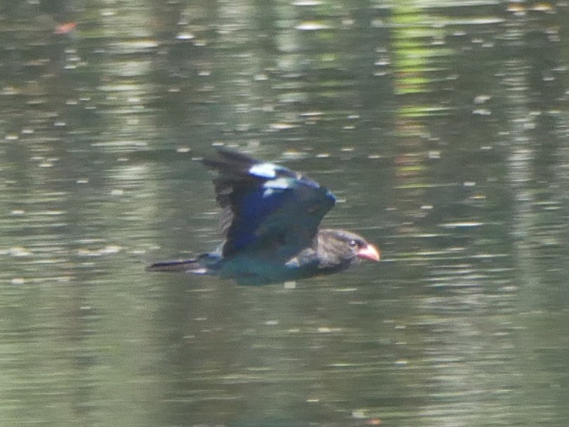 ブッポウソウ - ML638521828