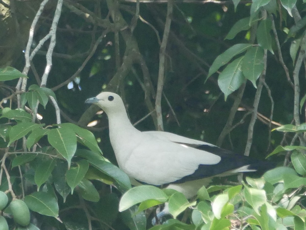 Pied Imperial-Pigeon - ML638521846