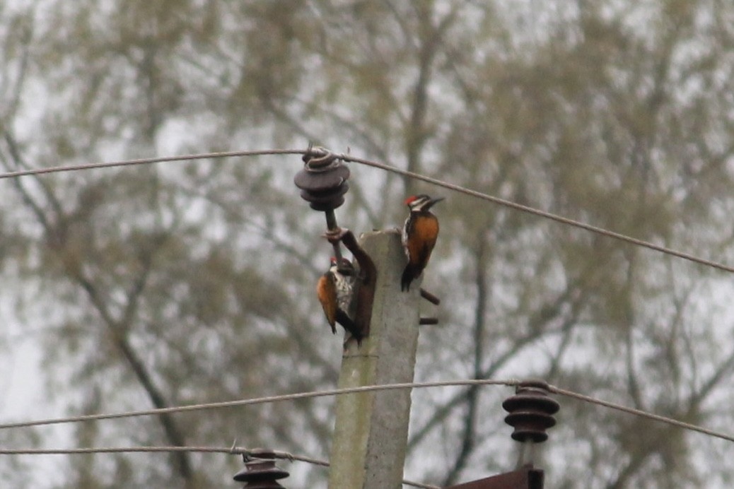 White-naped Woodpecker - ML638521856
