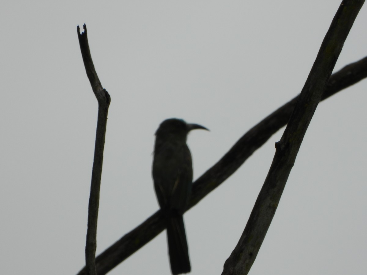 Blue-bearded Bee-eater - ML638521864