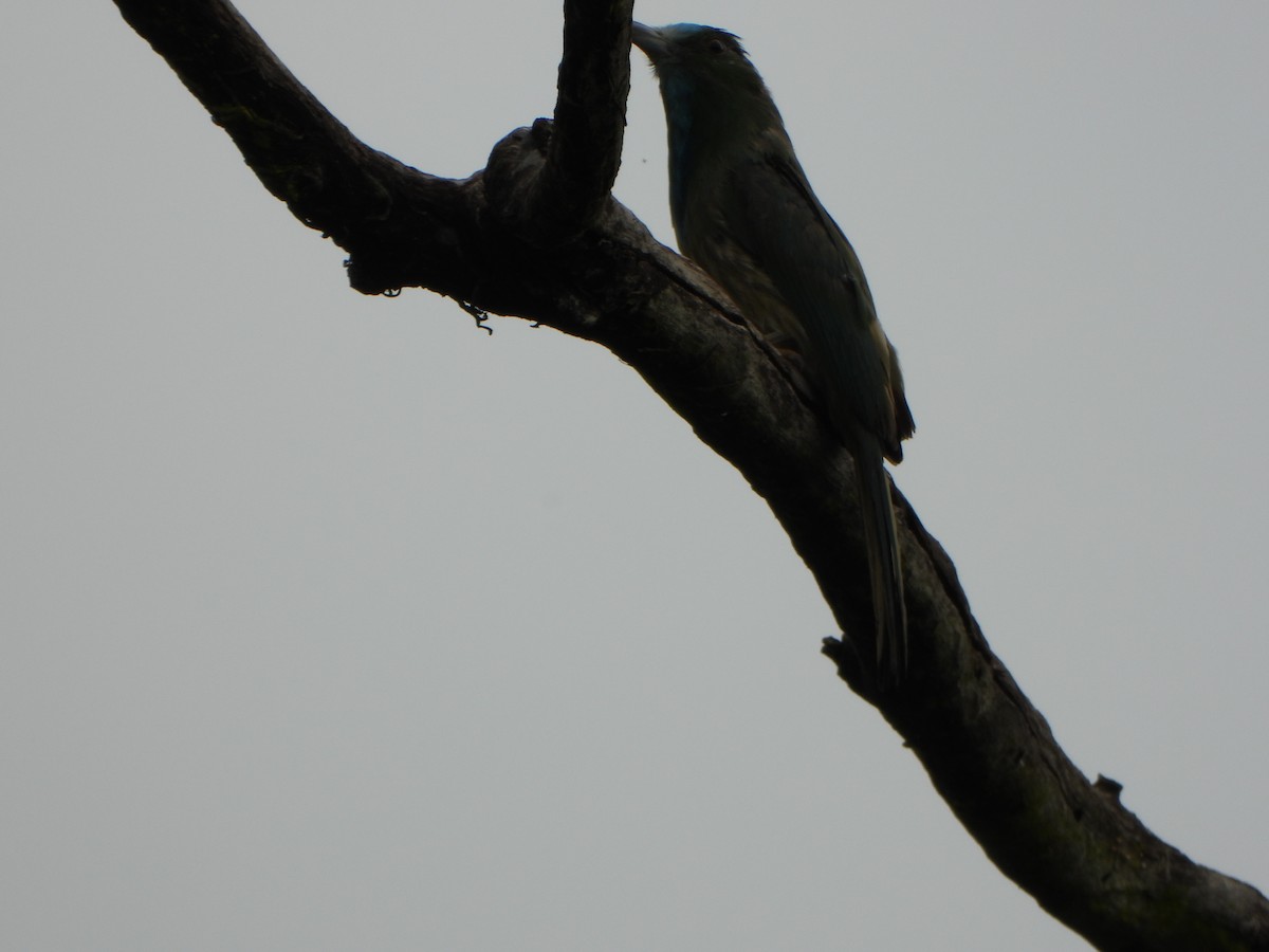 Blue-bearded Bee-eater - ML638521866