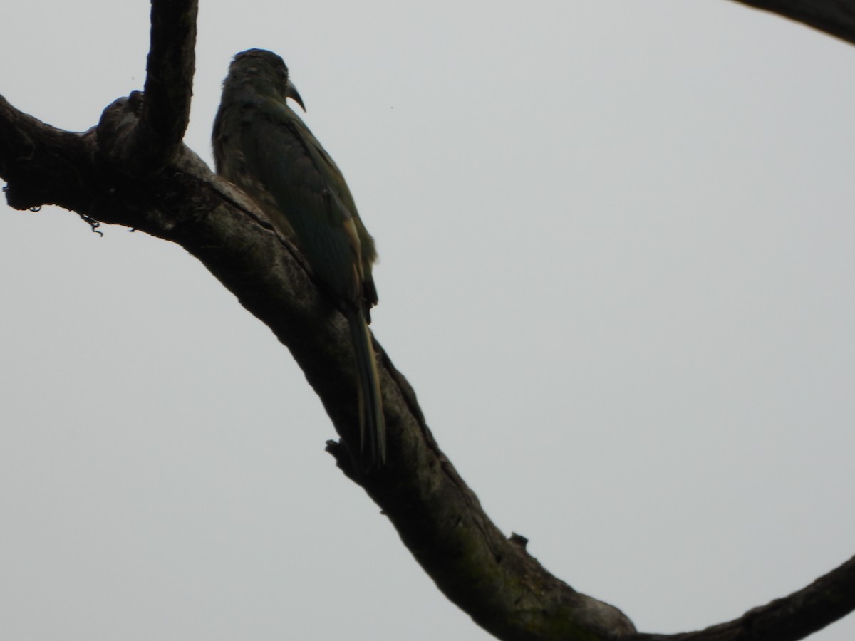 Blue-bearded Bee-eater - ML638521868