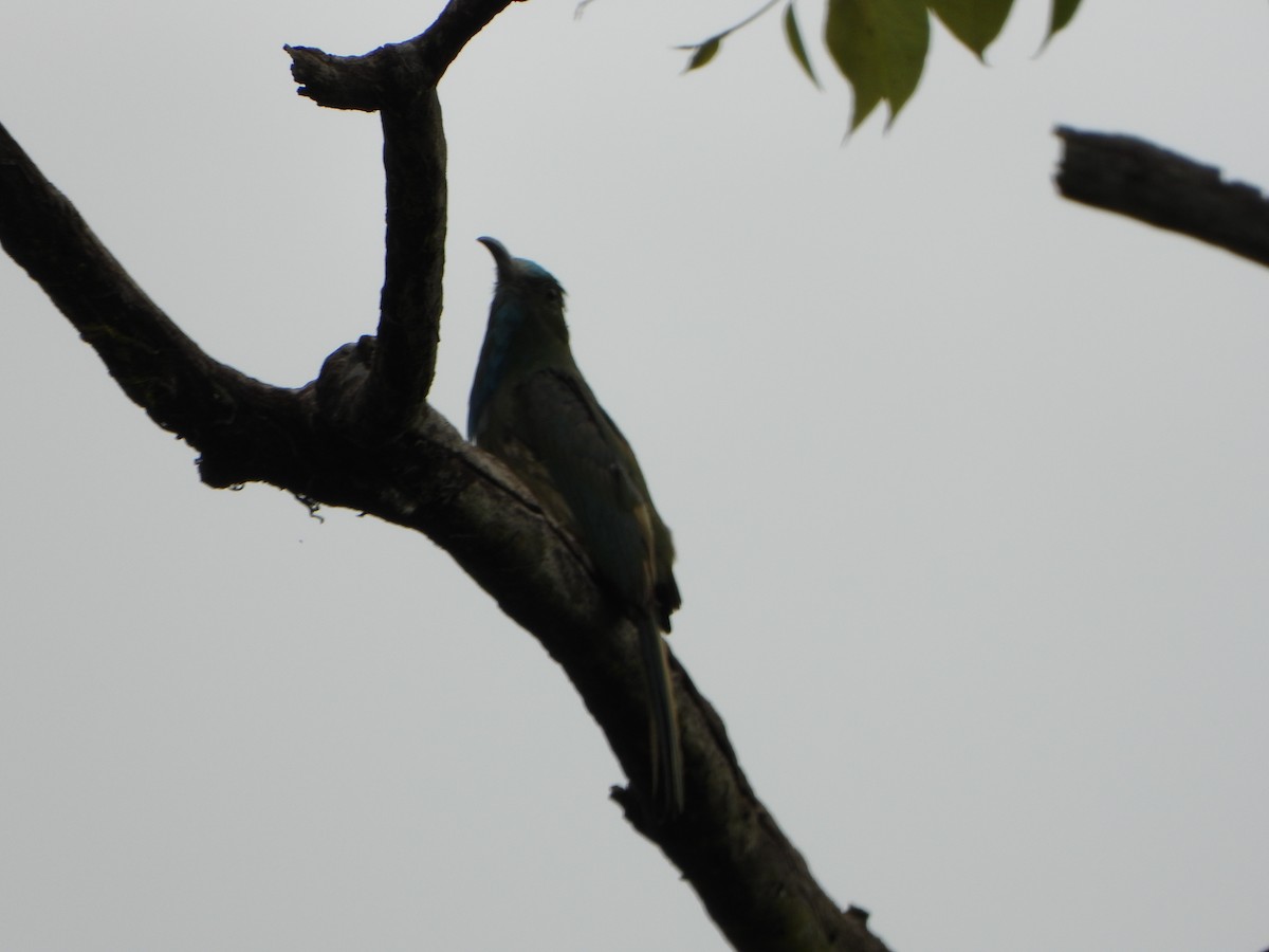 Blue-bearded Bee-eater - ML638521871