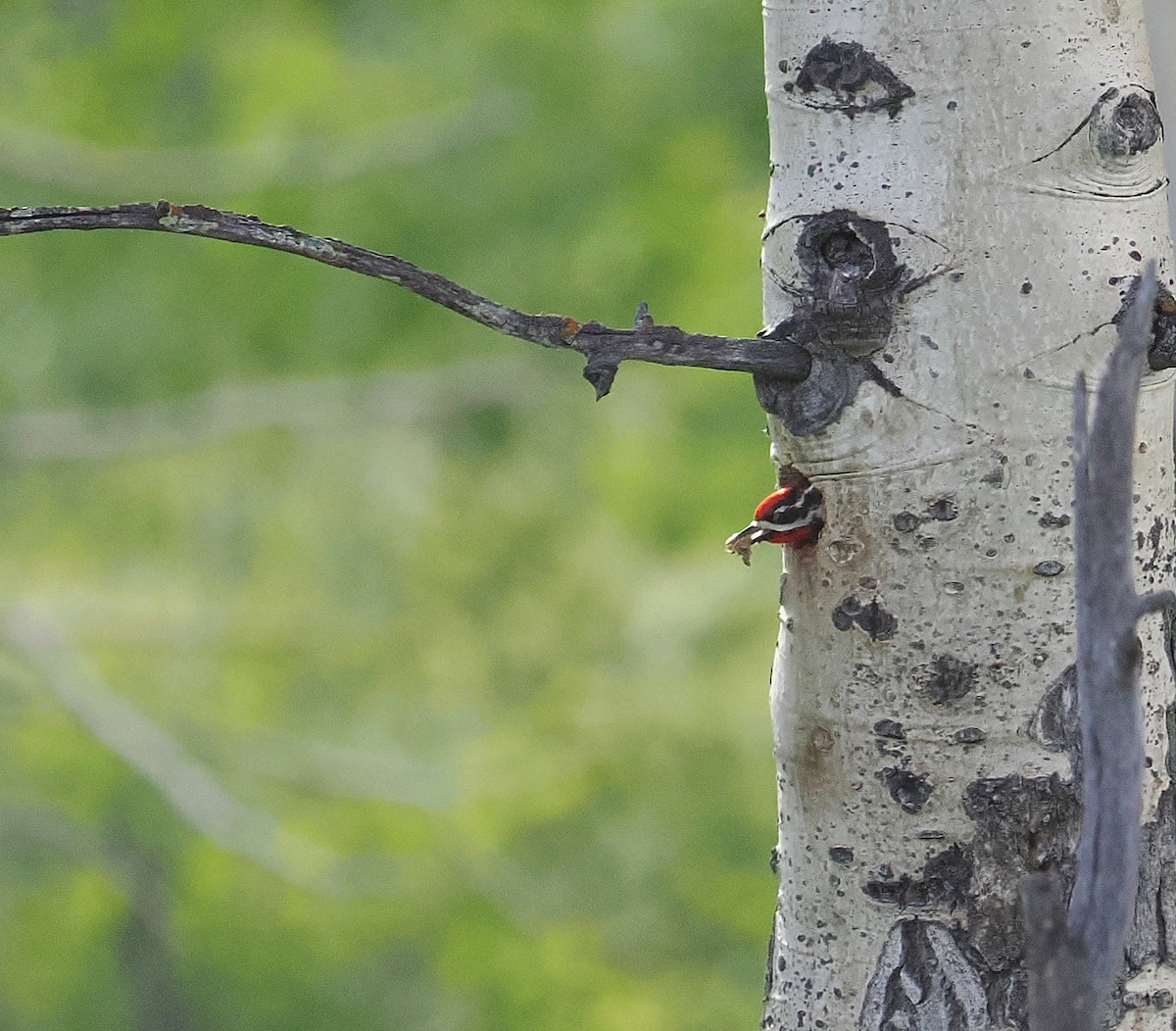 Red-naped Sapsucker - ML638521872