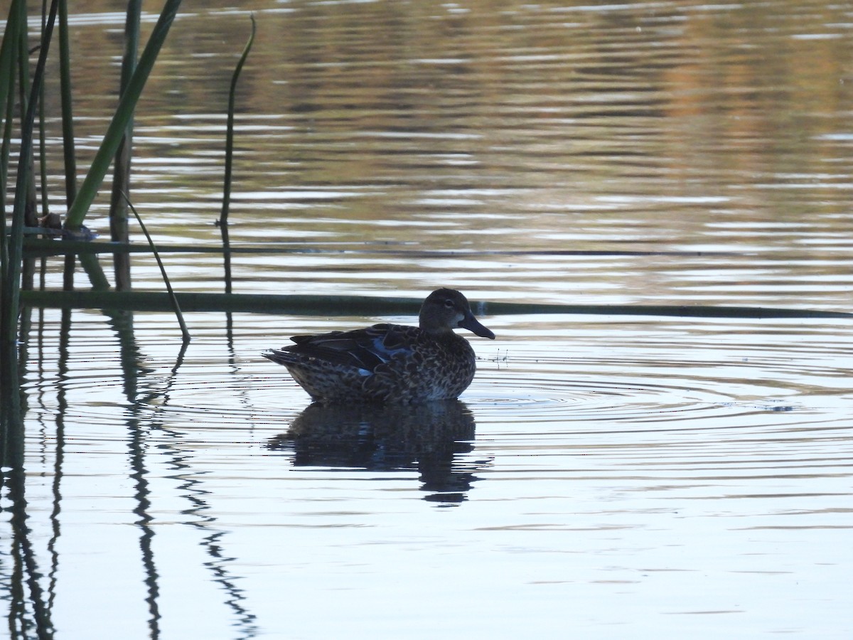 Blue-winged/Cinnamon Teal - ML638521874