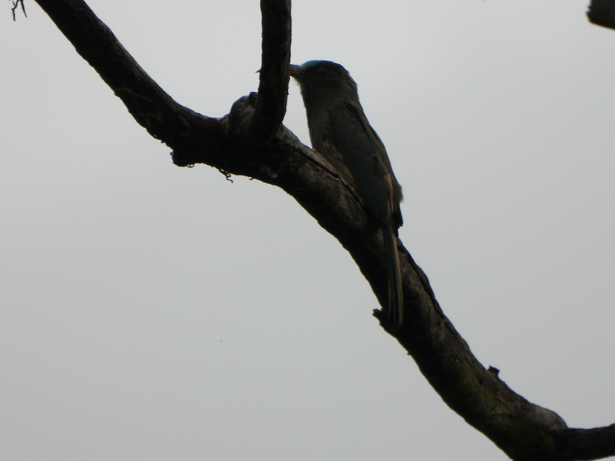 Blue-bearded Bee-eater - ML638521875