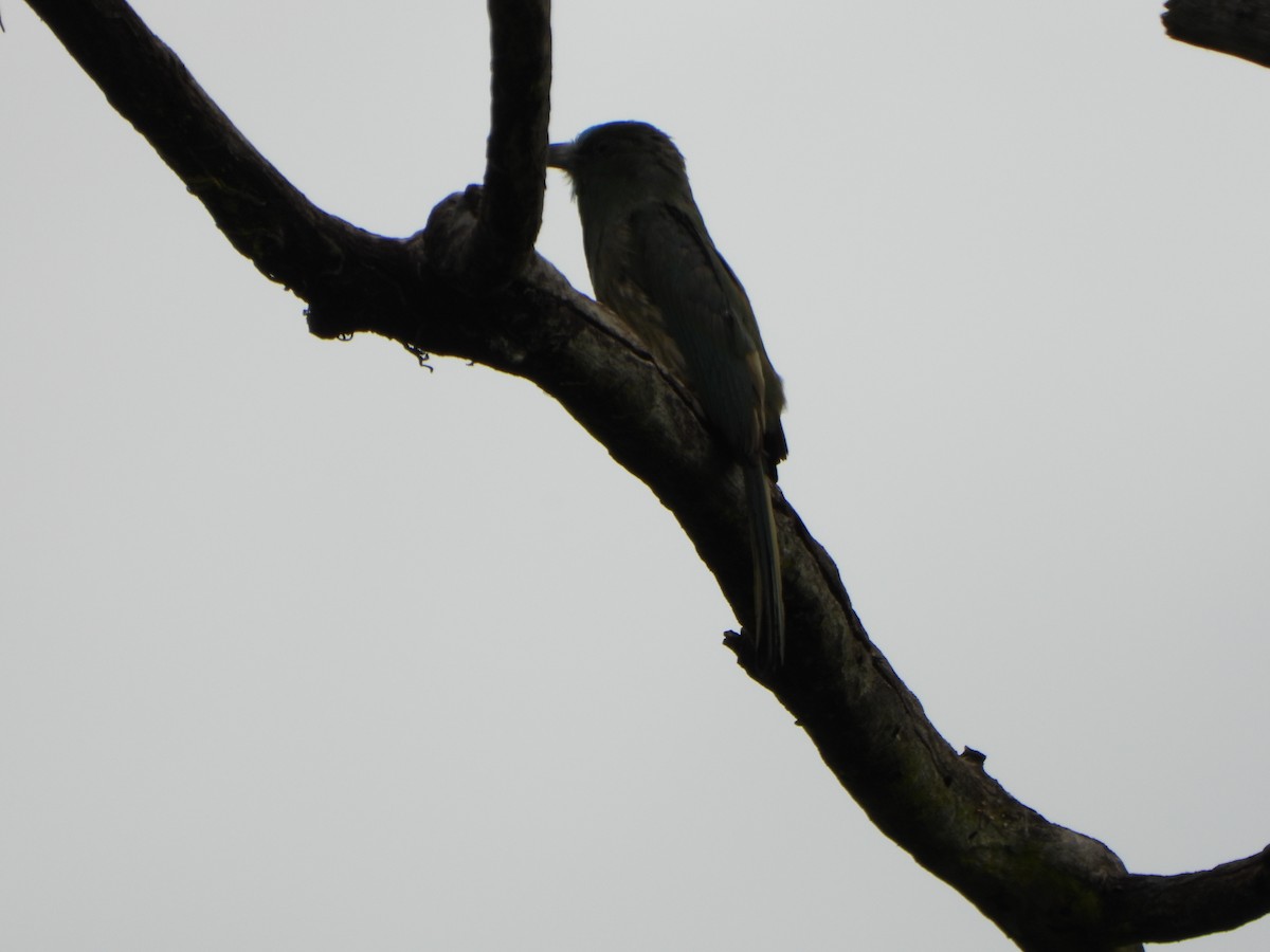 Blue-bearded Bee-eater - ML638521877