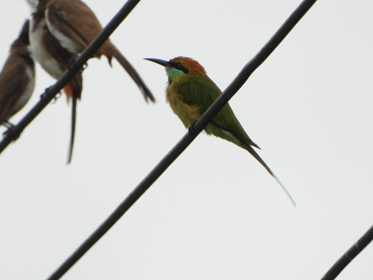 Asian Green Bee-eater - ML638521879