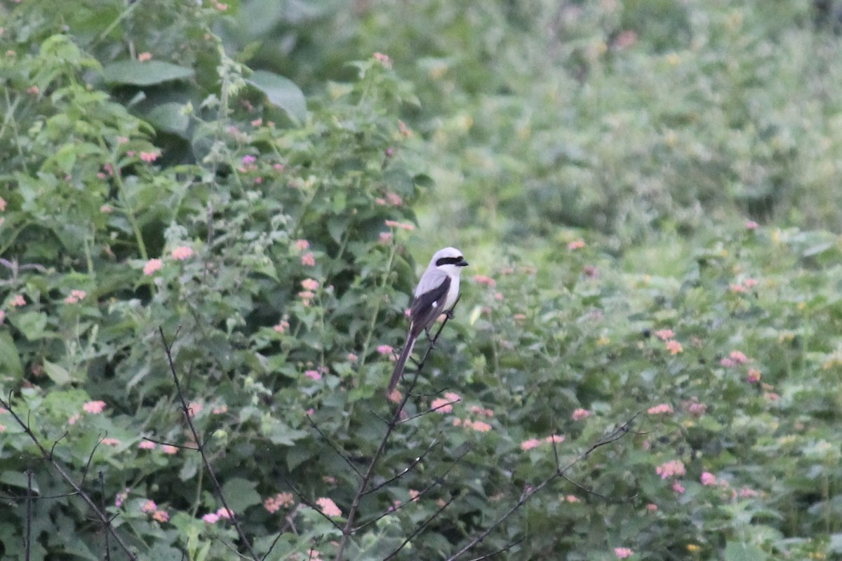 Long-tailed Shrike - ML638521908