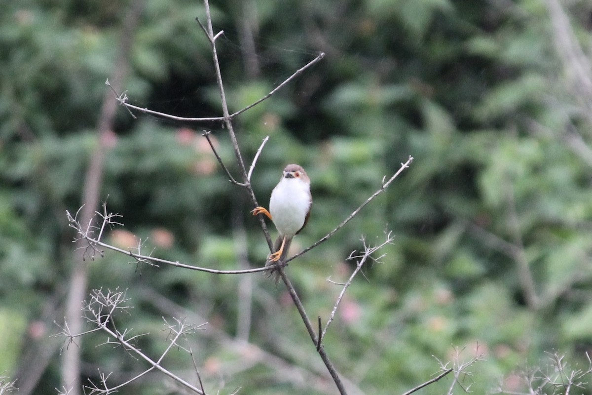 Yellow-eyed Babbler - ML638521912