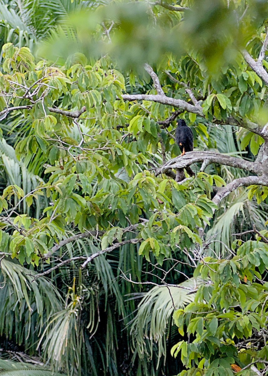 Common Black Hawk - ML638521968