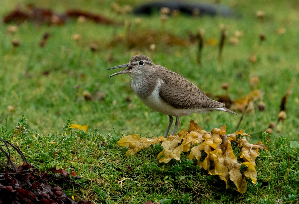 Common Sandpiper - ML638521976