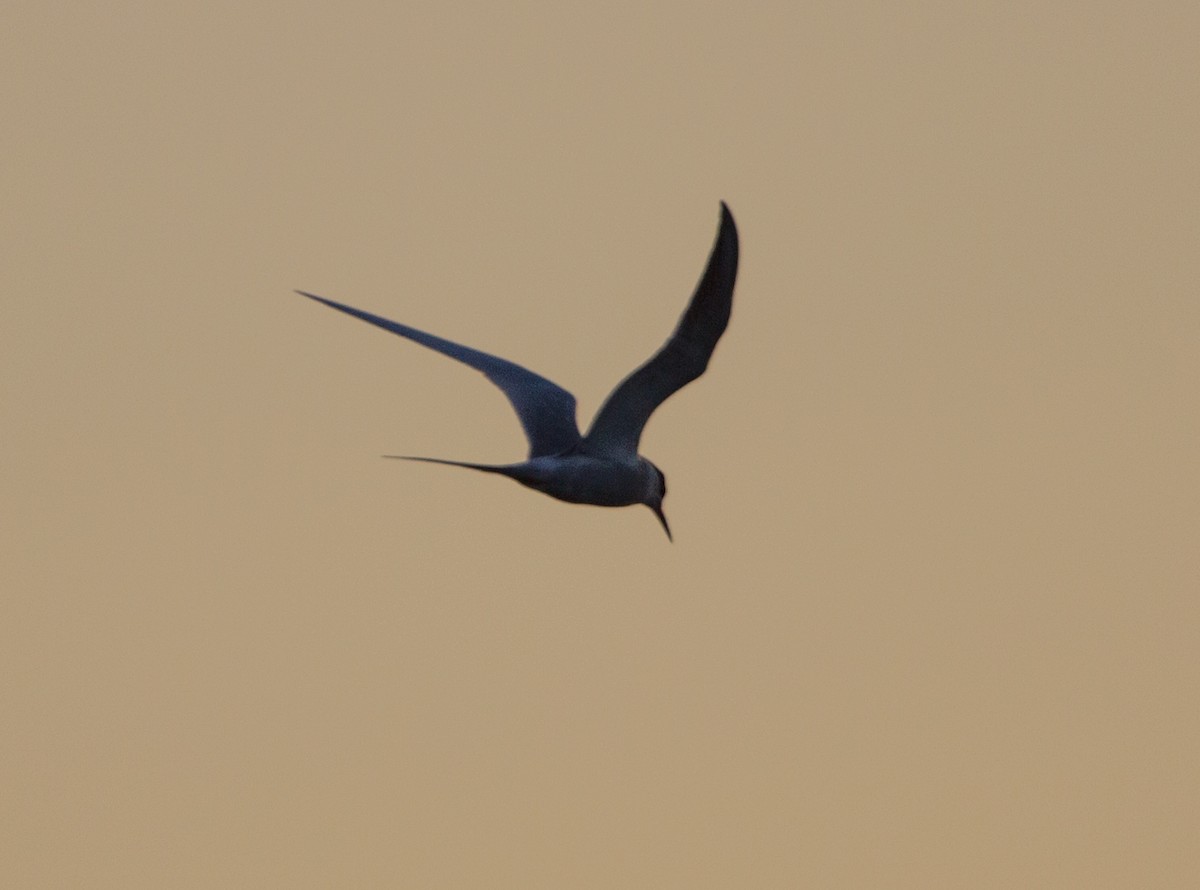 Forster's Tern - ML638521977