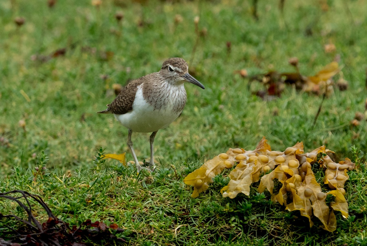 Common Sandpiper - ML638521981