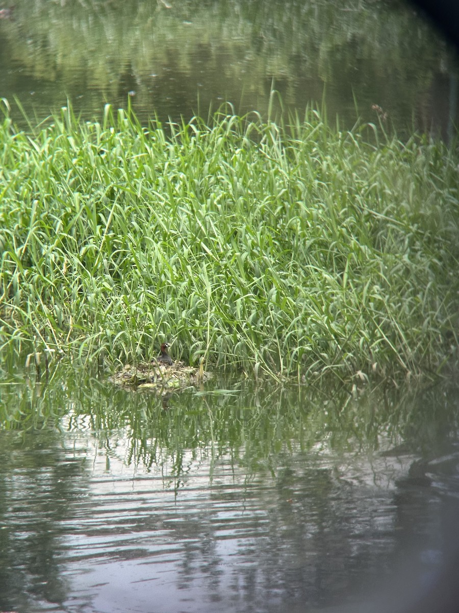 Little Grebe - ML638522004