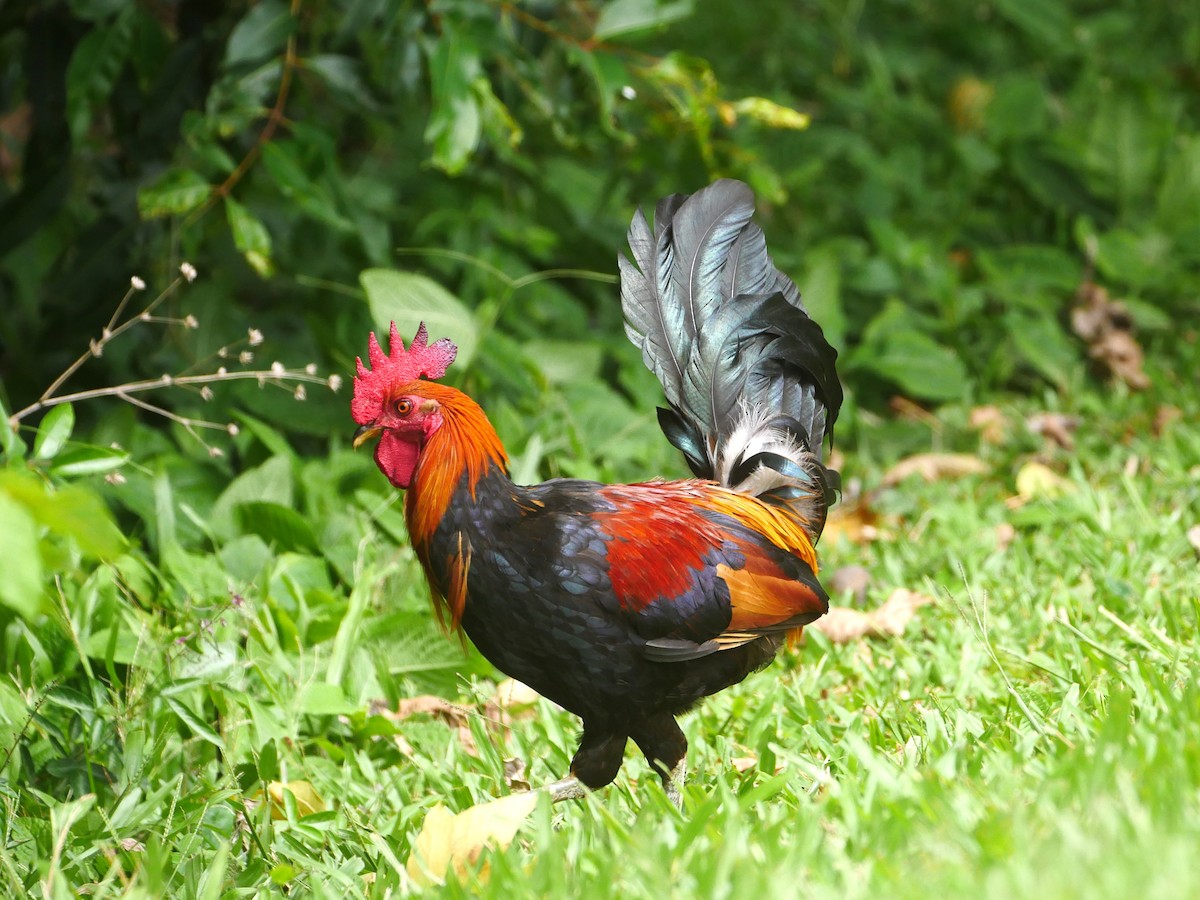 Coq bankiva (forme domestique) - ML638522008