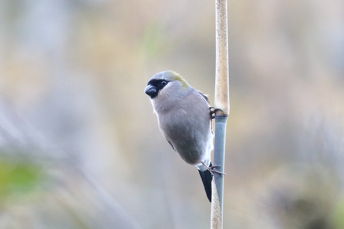 Red-headed Bullfinch - ML638522018