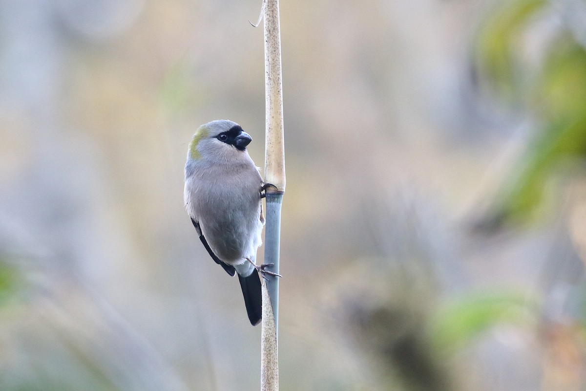 Red-headed Bullfinch - ML638522019