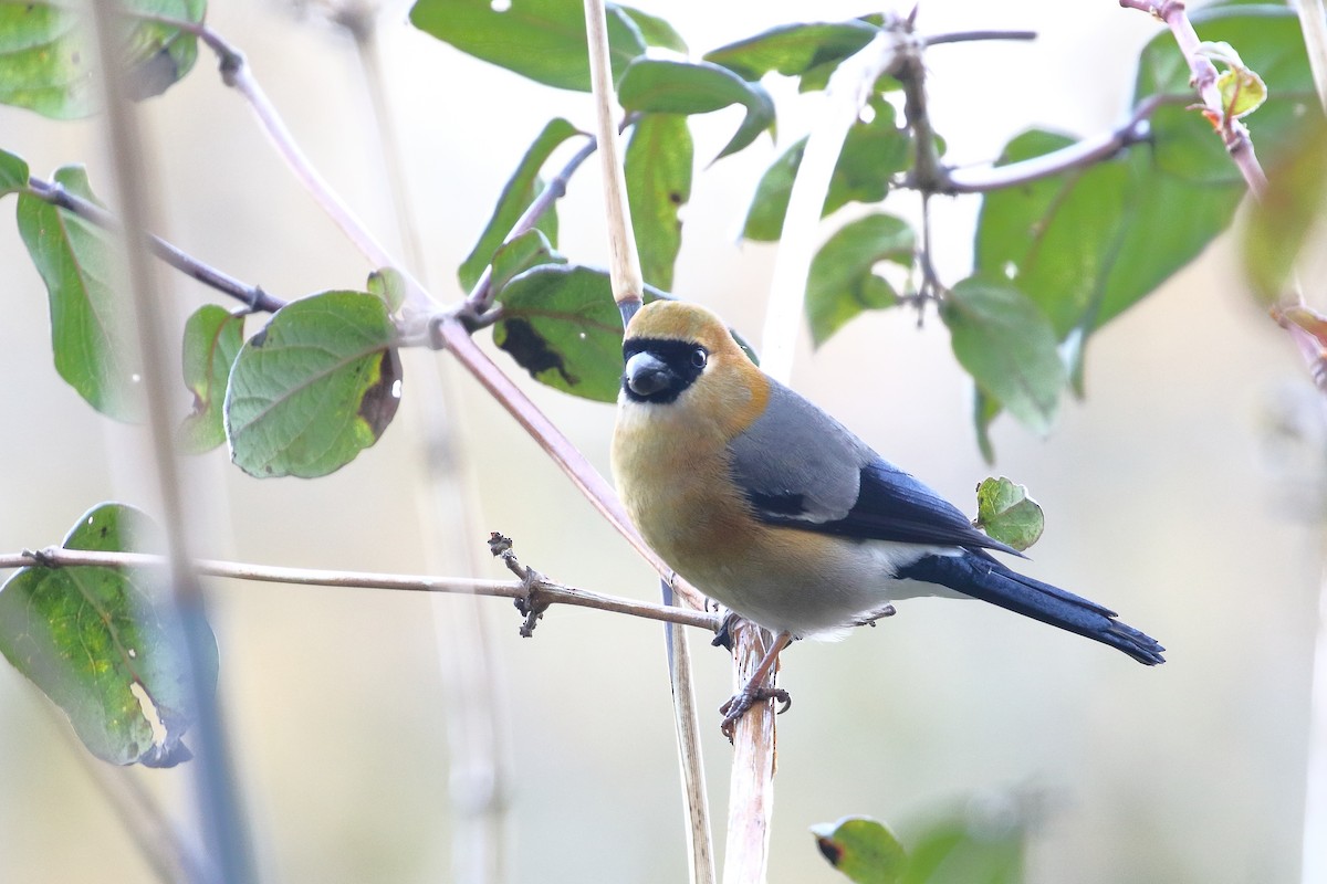 Red-headed Bullfinch - ML638522020