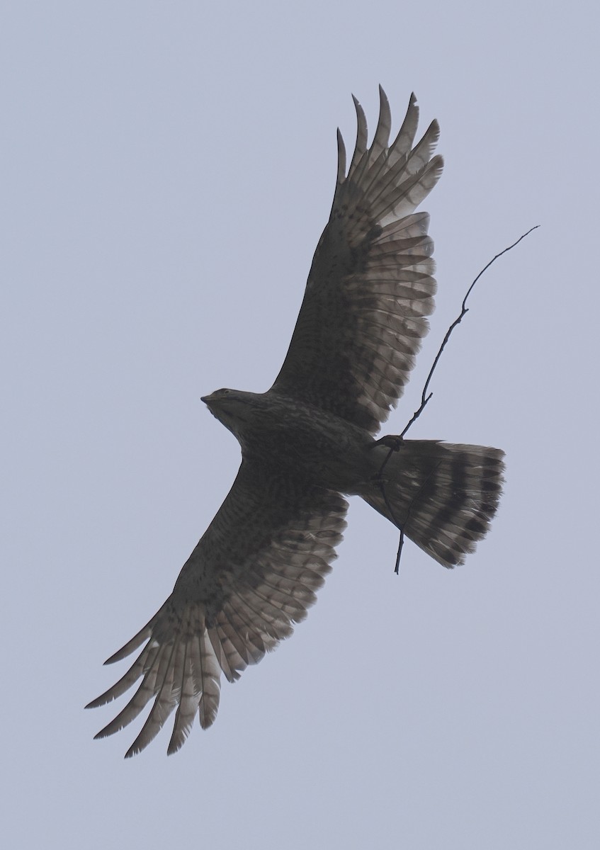 Gray-faced Buzzard - ML638522026