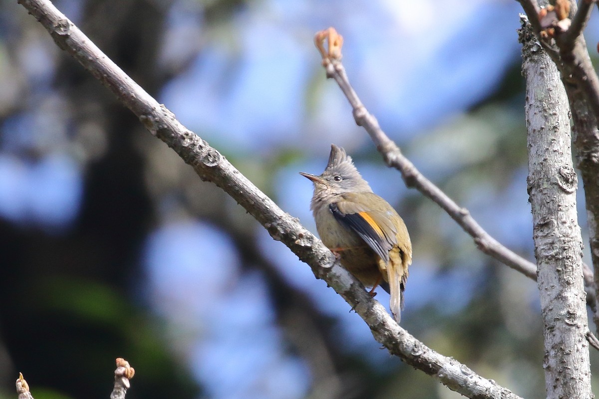 Stripe-throated Yuhina - ML638522067