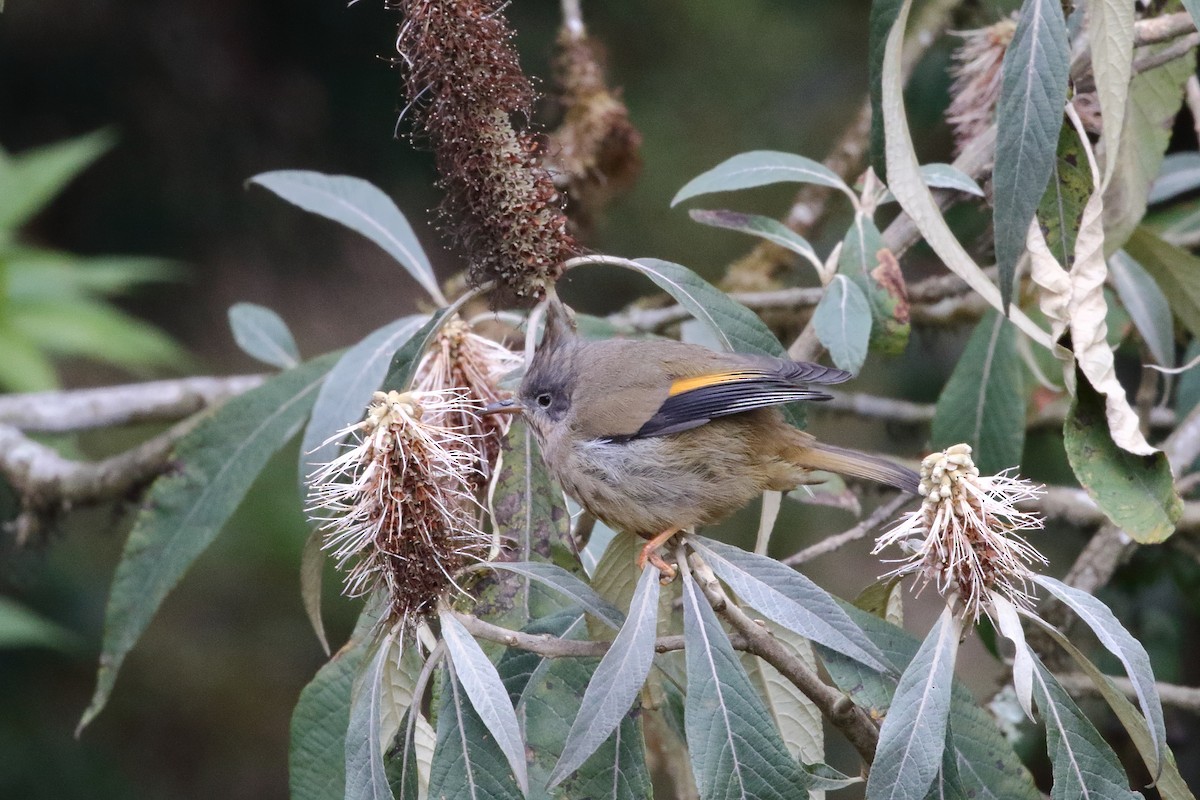 Stripe-throated Yuhina - ML638522086