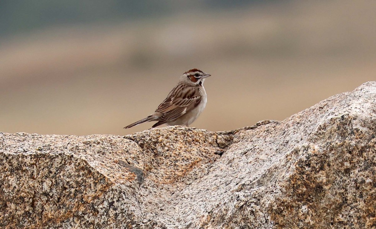 Lark Sparrow - ML638522104