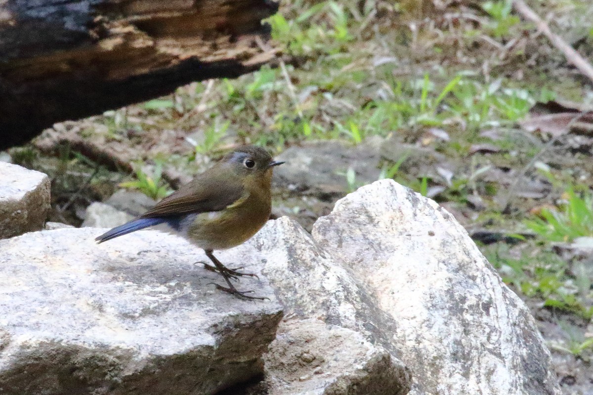Rufous-breasted Bush-Robin - ML638522109