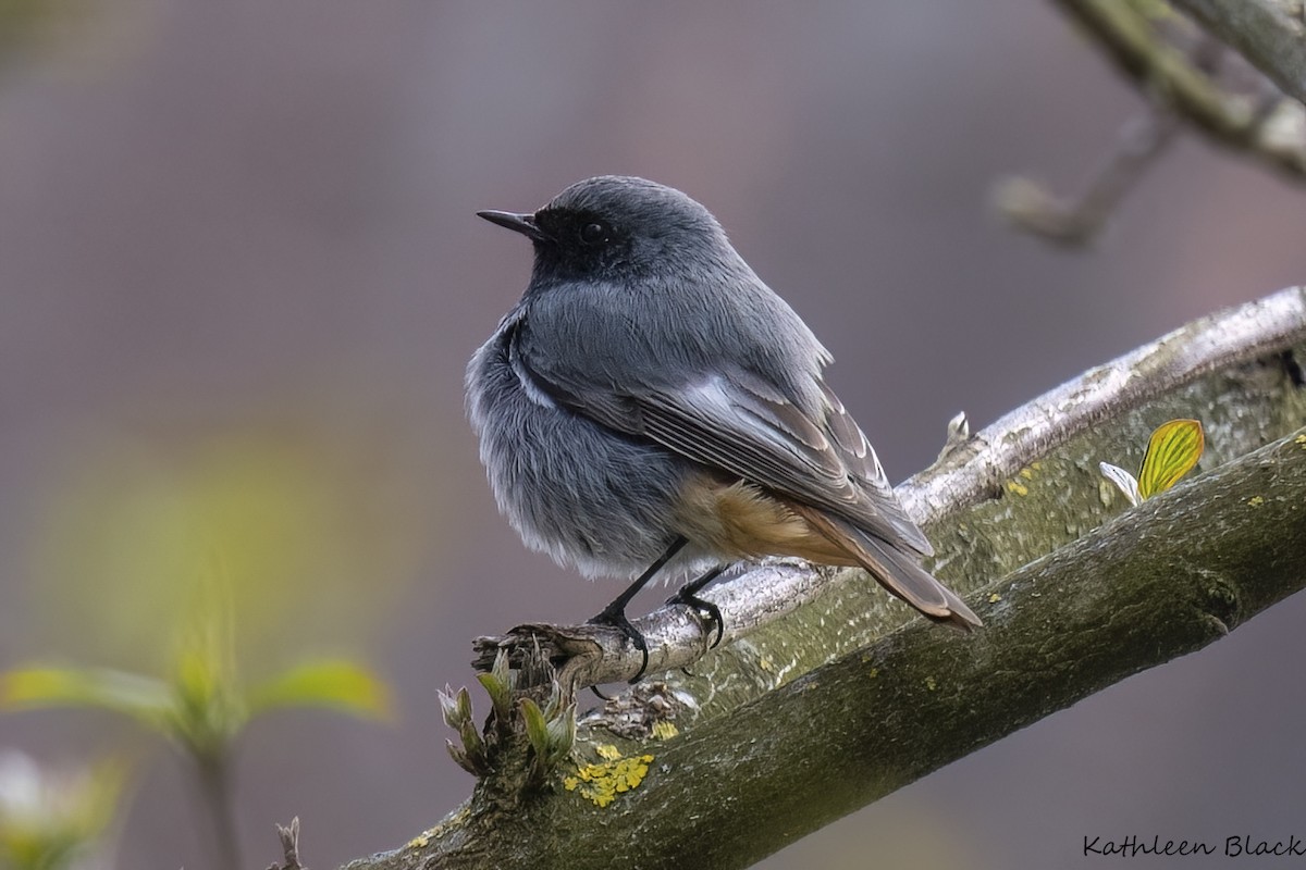 Black Redstart - ML638522133