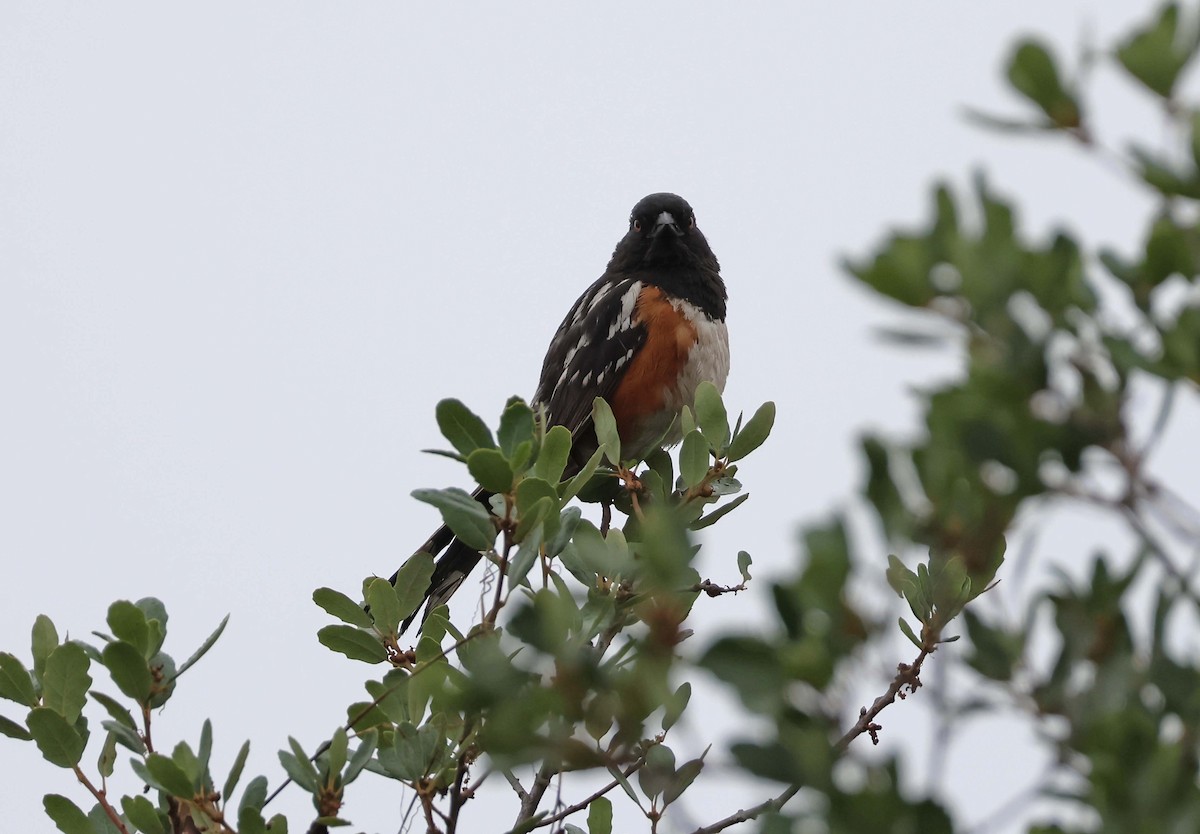 Spotted Towhee - ML638522186