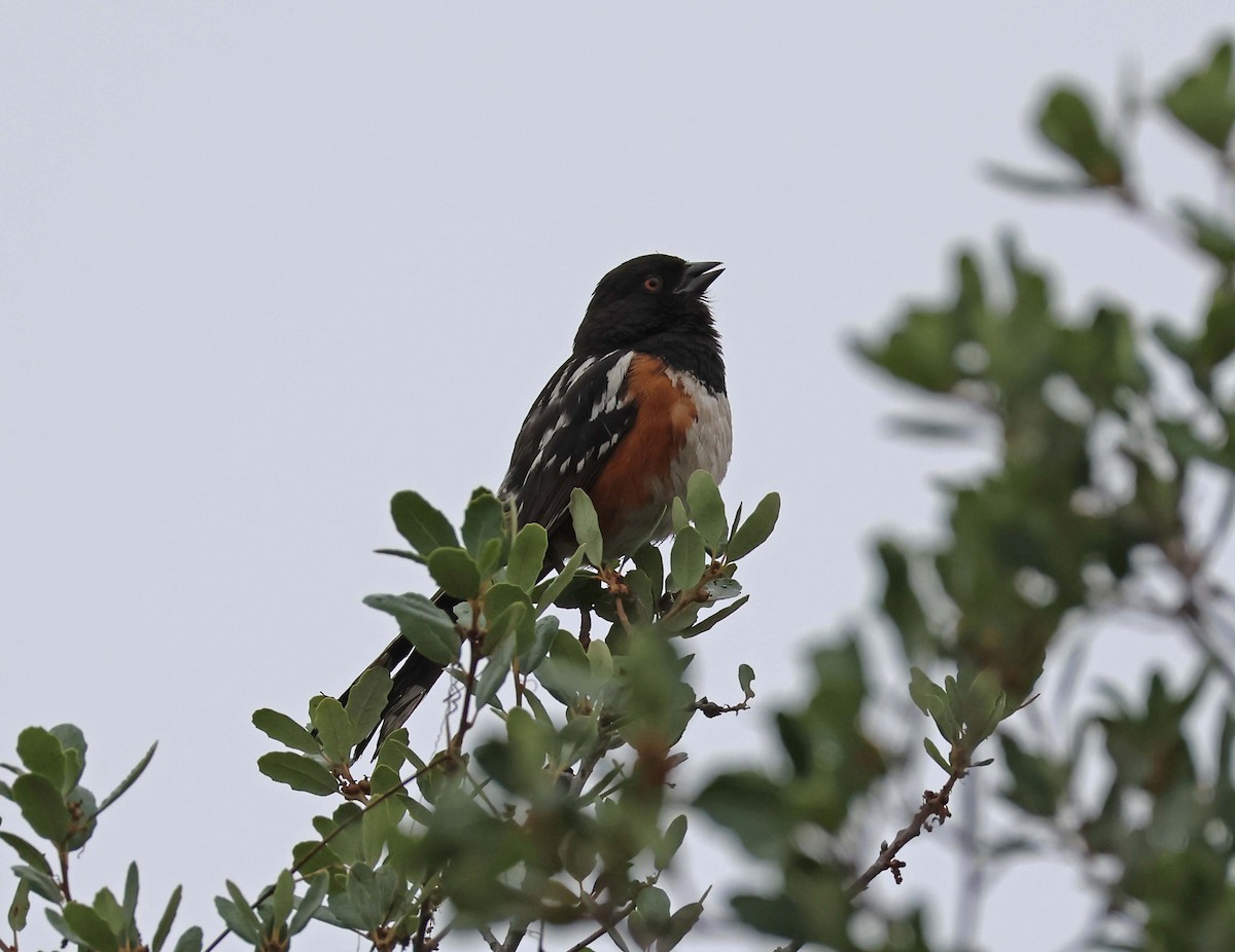 Spotted Towhee - ML638522187