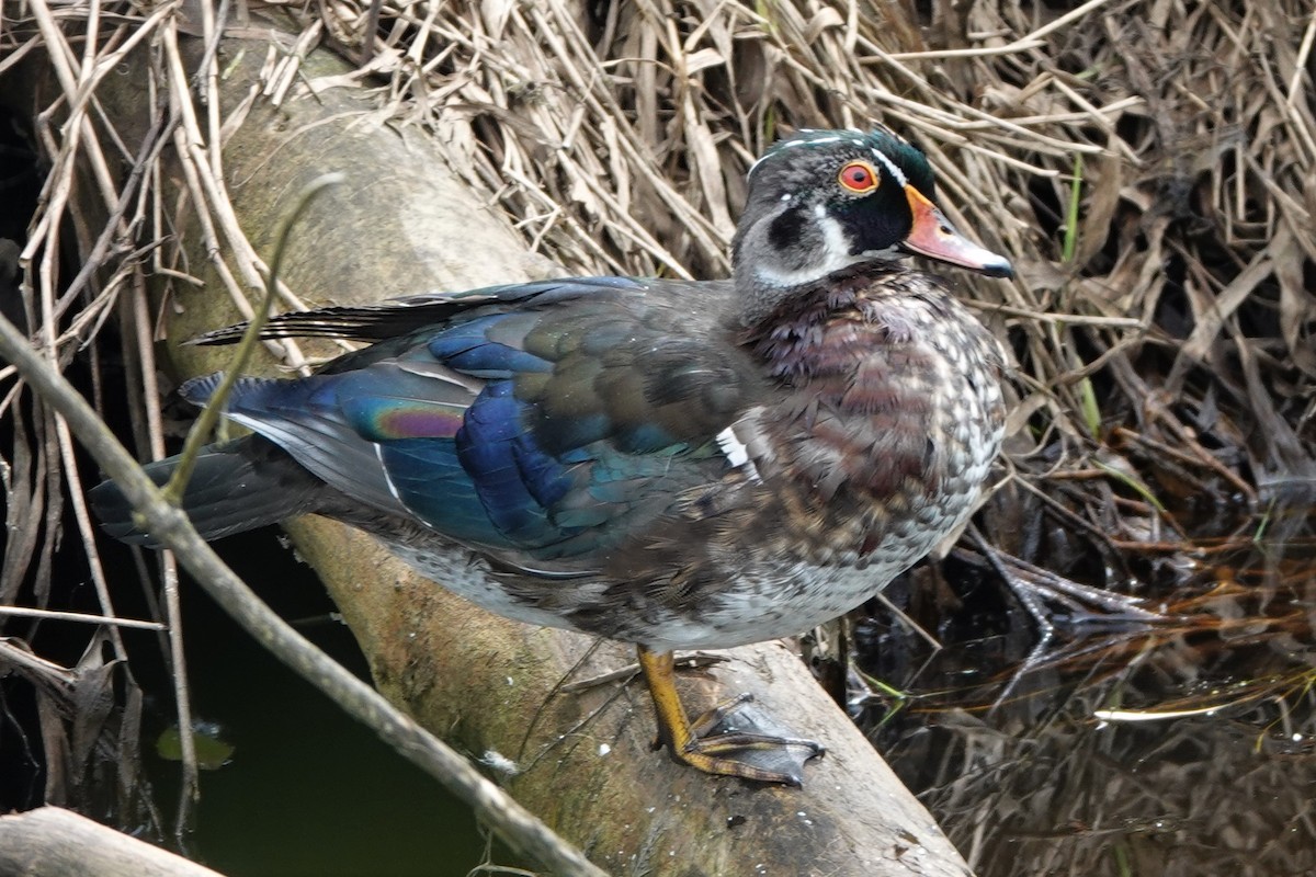 Wood Duck - ML638522204