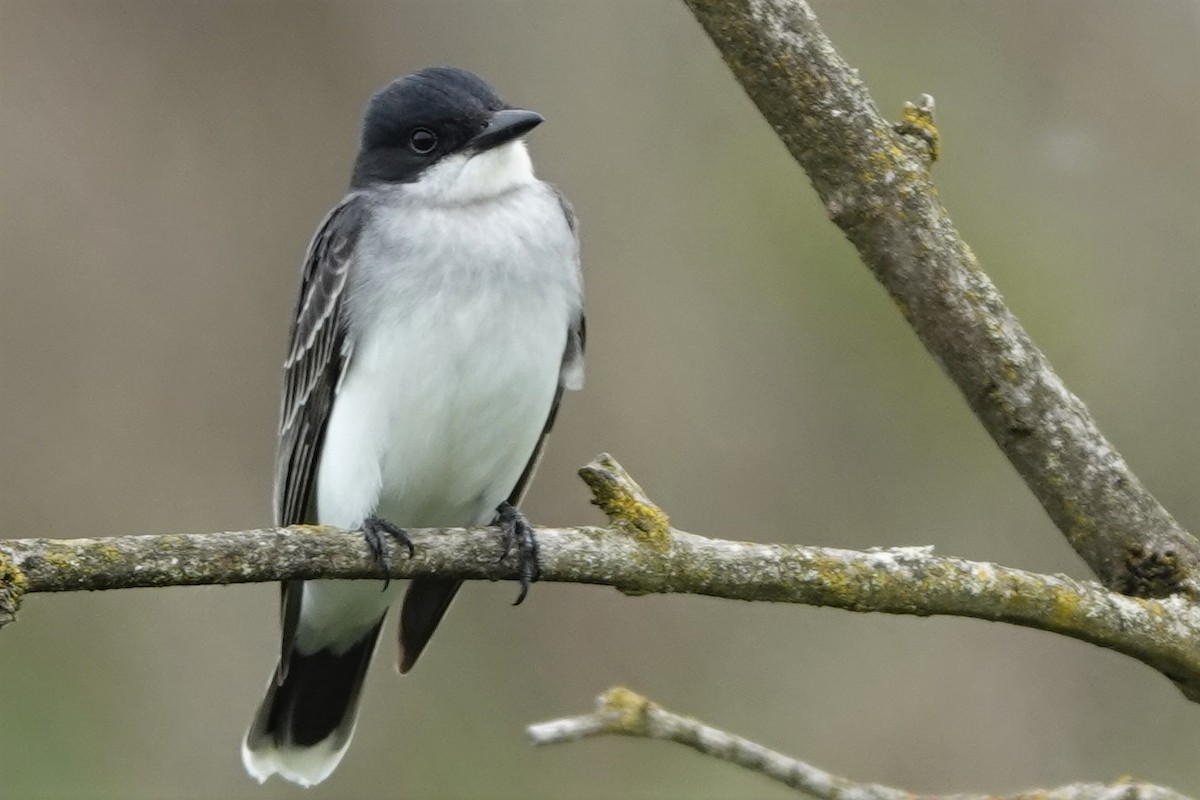 Eastern Kingbird - ML638522206