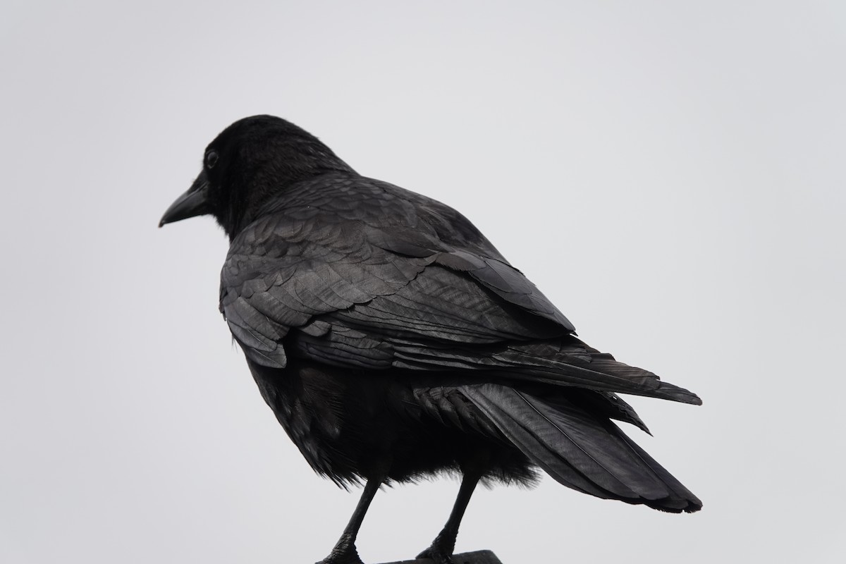 American Crow - ML638522209